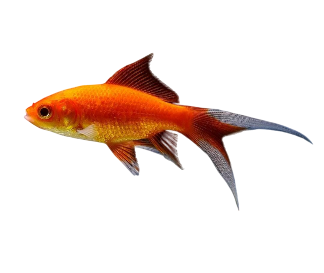 Pez Cometa Rojo
