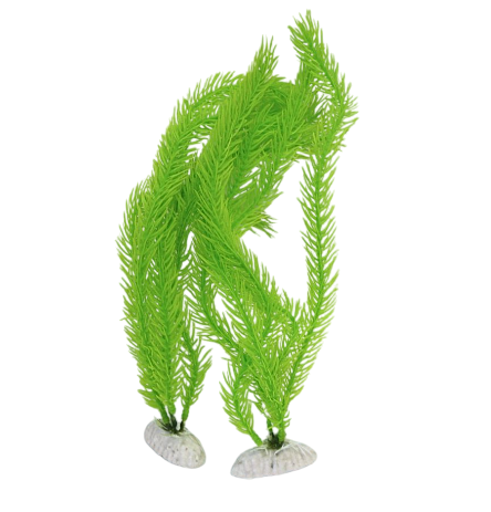 Planta Acuática Decorativa