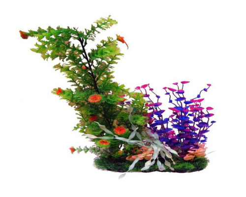 Plantas Surtidas Decorativas